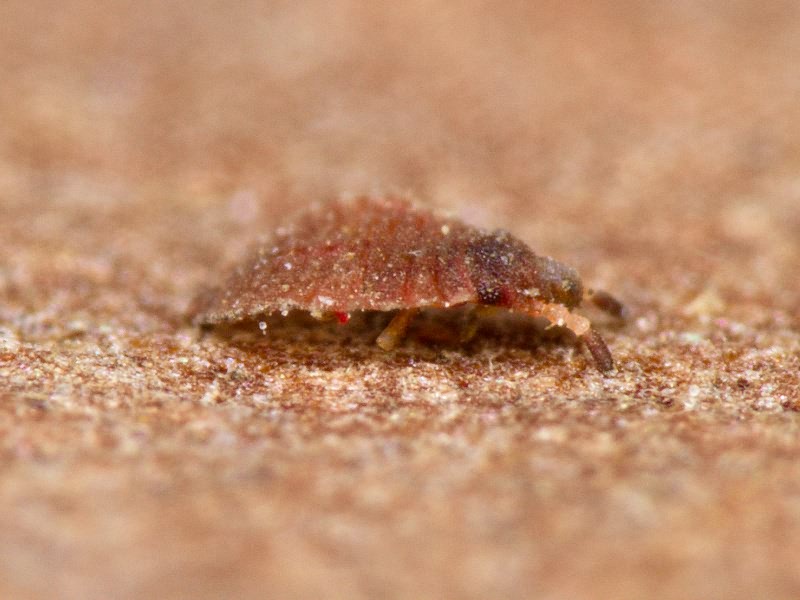 Aradus cinnamomeus Panzer, 1806